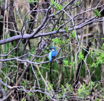 Common Kingfisher Unknown Spots Mon, 5/4/2020