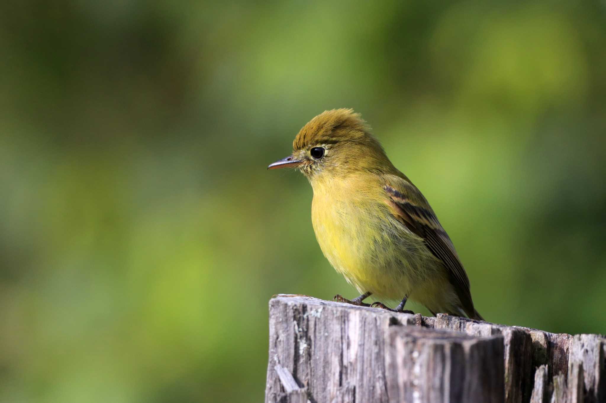 Photo of Yellowish Flycatcher at Iglesia de San Gerado de Dota(Costa Rica) by とみやん