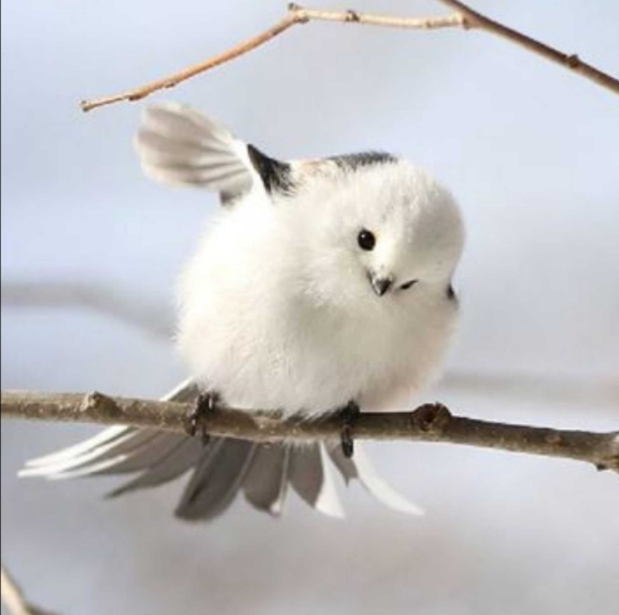 Photo of Long-tailed tit(japonicus) at  by Kumi☆