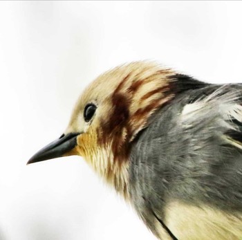 Chestnut-cheeked Starling Unknown Spots Unknown Date