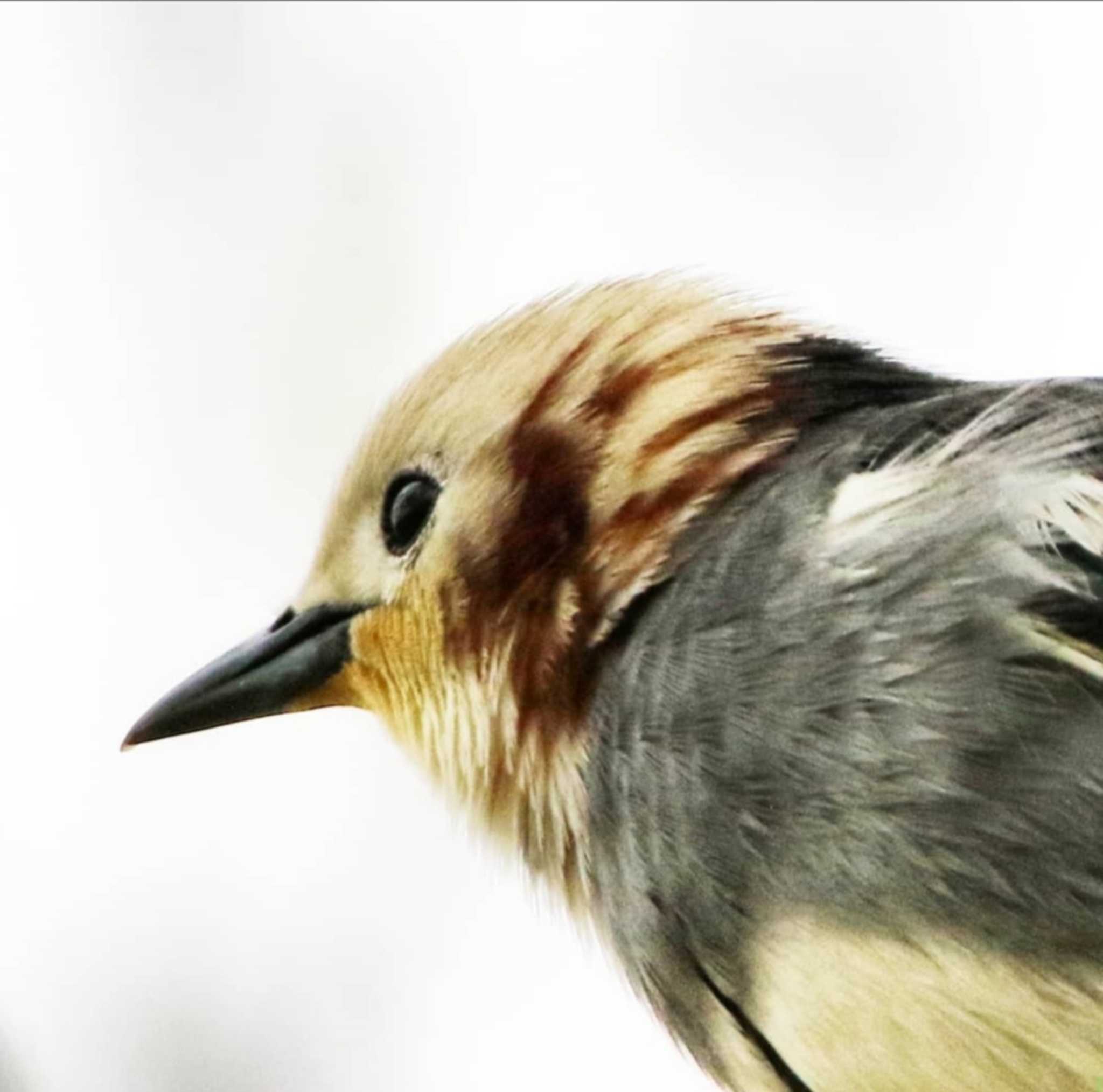 Photo of Chestnut-cheeked Starling at  by Kumi☆