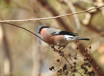 Eurasian Bullfinch Showa Kinen Park Mon, 2/3/2020