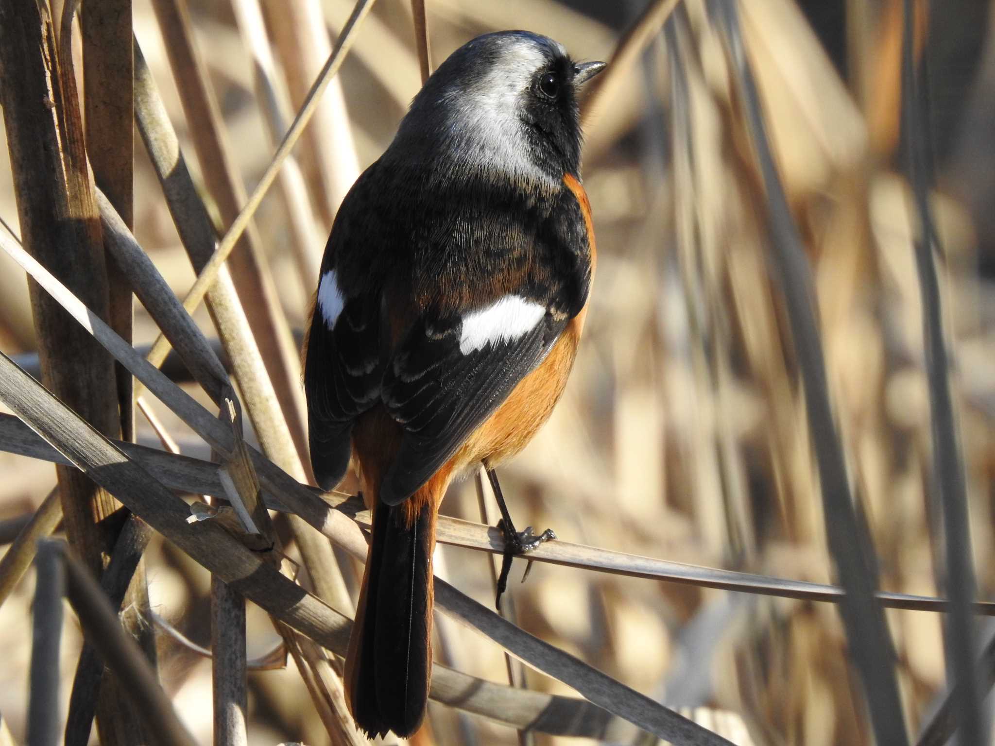 Photo of Daurian Redstart at Showa Kinen Park by taiga