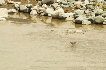 クサシギ 酒匂川 2020年4月22日(水)