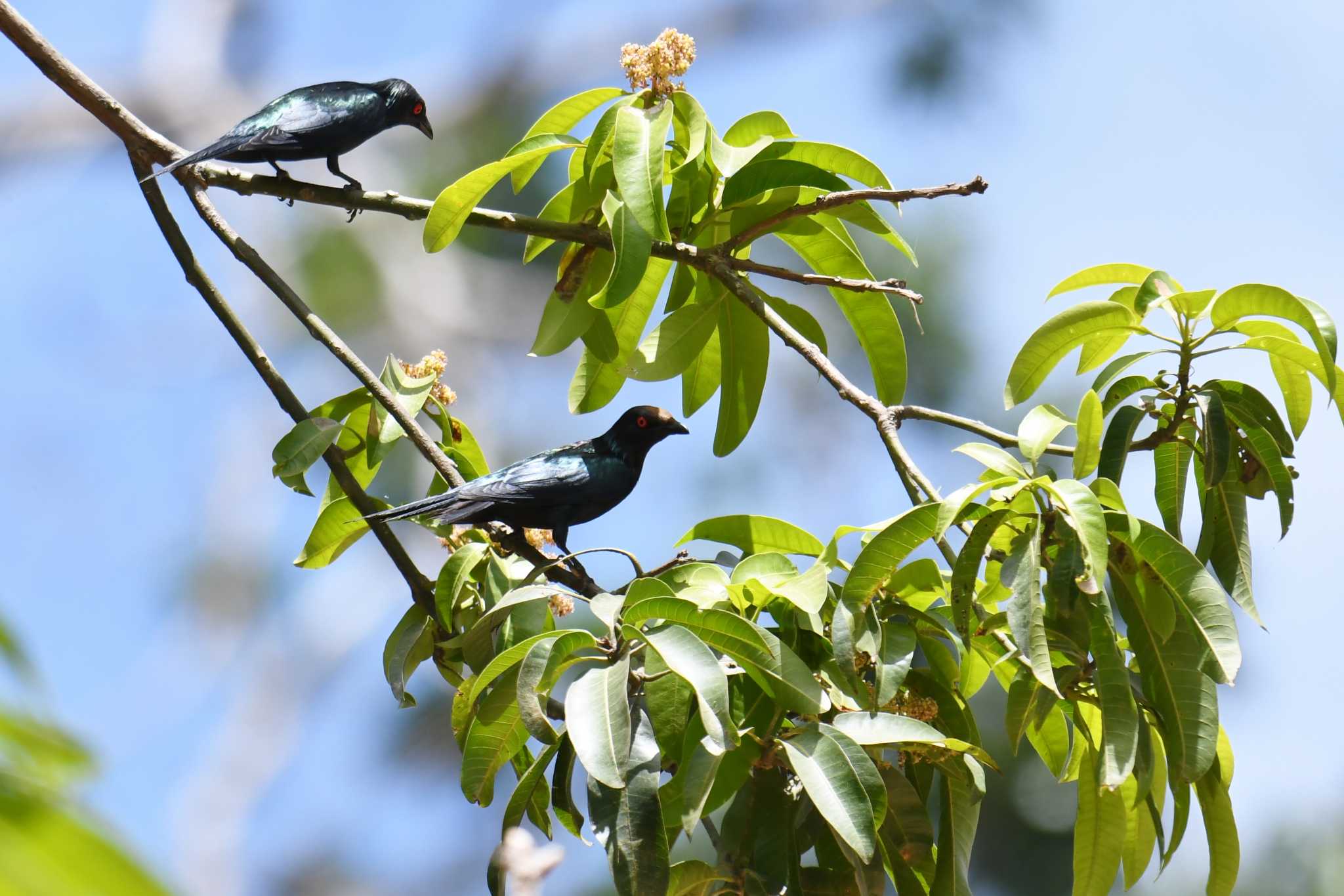 Metallic Starling