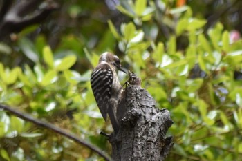 Mon, 5/4/2020 Birding report at Akashi Park