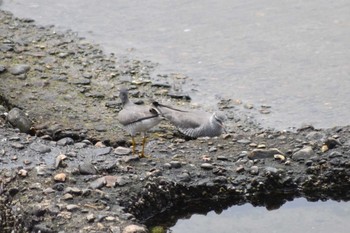 Mon, 5/4/2020 Birding report at 藤江海岸(兵庫県明石市)