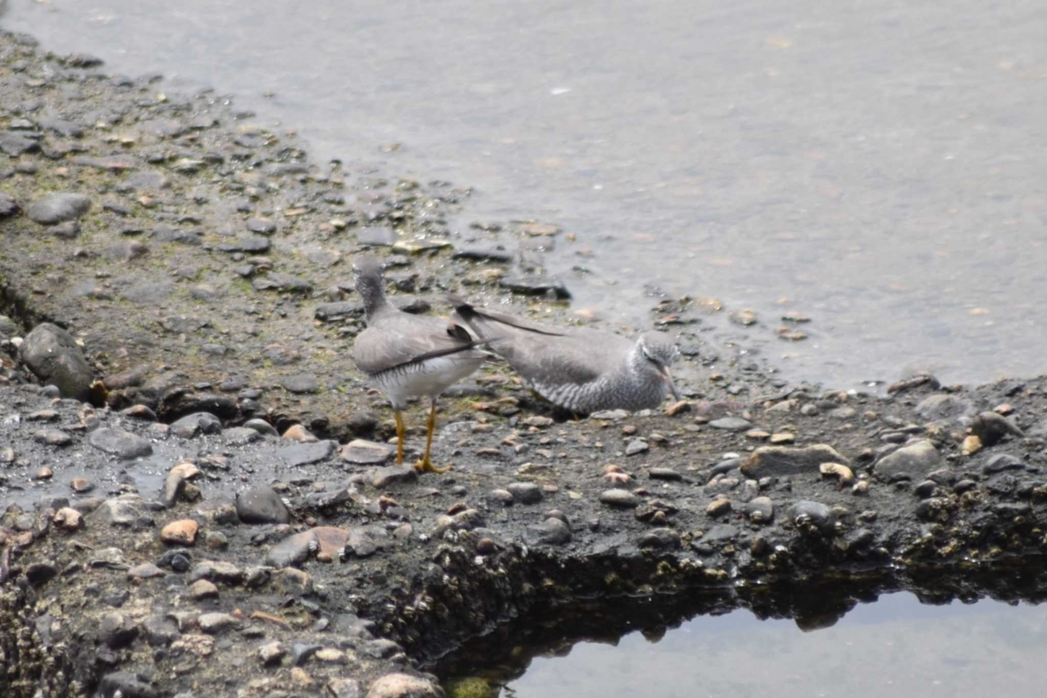 Photo of Grey-tailed Tattler at 藤江海岸(兵庫県明石市) by 五色鳥