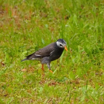 Unknown Species 仙台市西公園 Mon, 5/4/2020