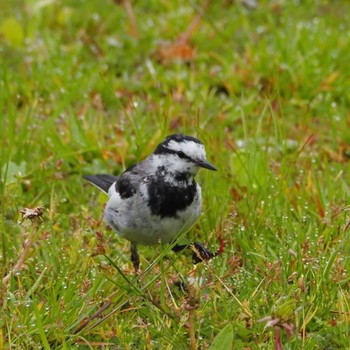 White Wagtail 仙台市西公園 Mon, 5/4/2020