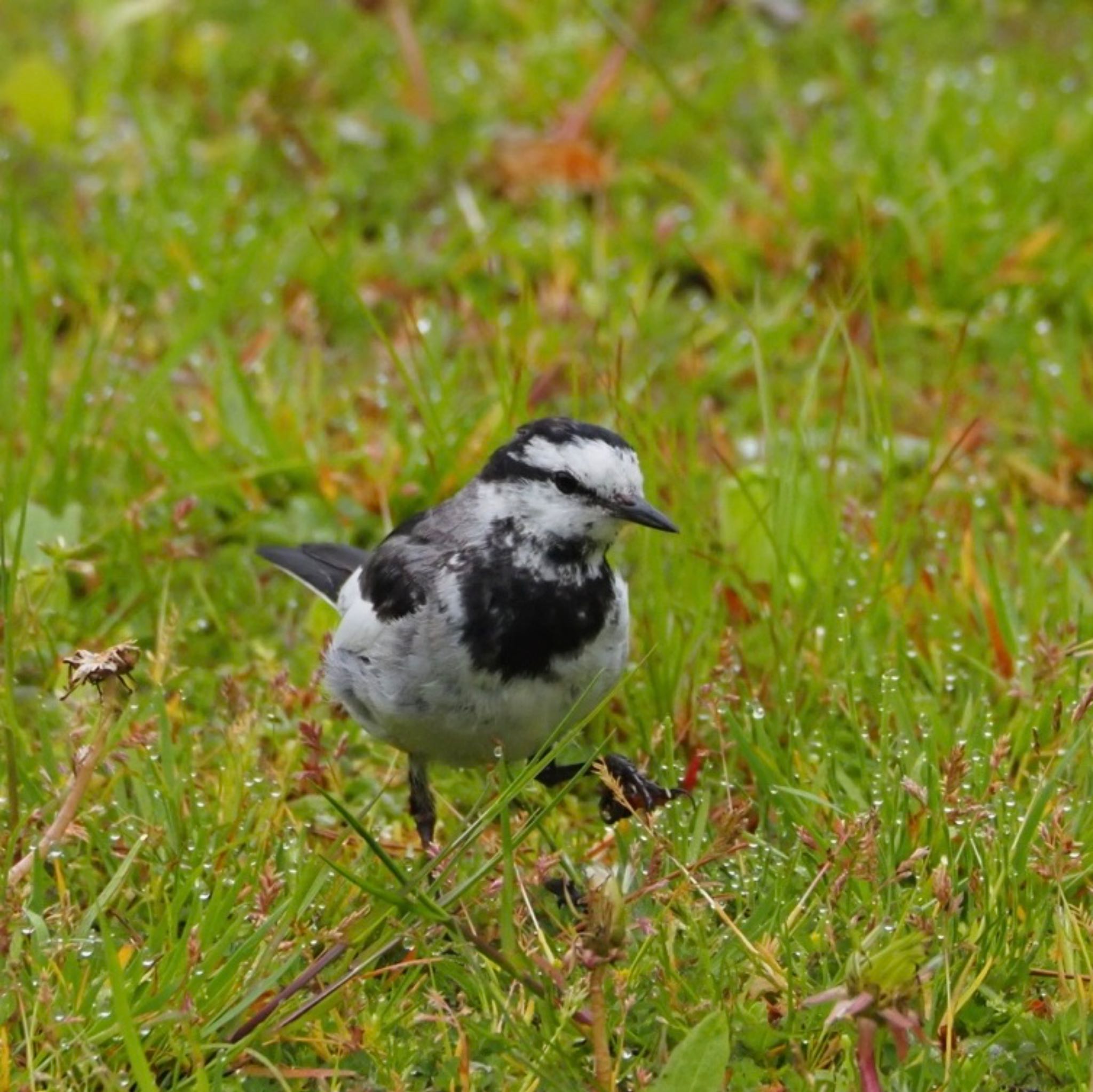 Photo of White Wagtail at 仙台市西公園 by Yoshiro