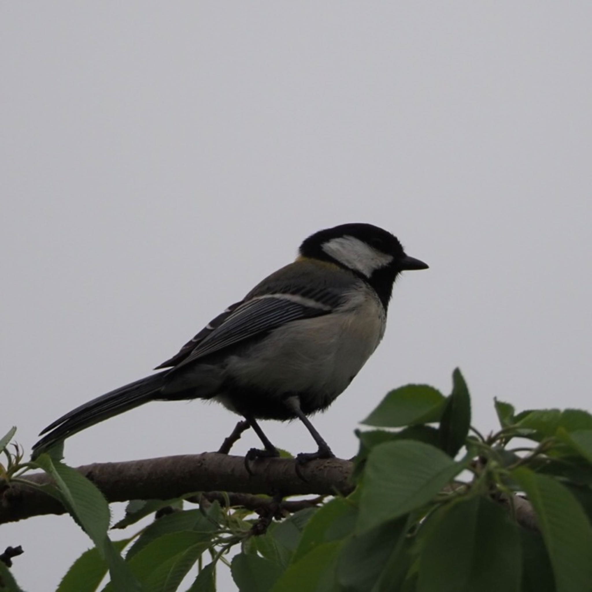 Photo of Japanese Tit at 仙台市西公園 by Yoshiro