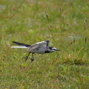 White Wagtail 仙台市西公園 Mon, 5/4/2020