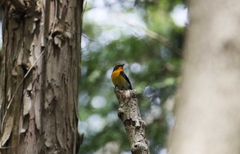 Narcissus Flycatcher 和歌山市 Mon, 5/4/2020