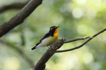 Narcissus Flycatcher 和歌山市 Mon, 5/4/2020