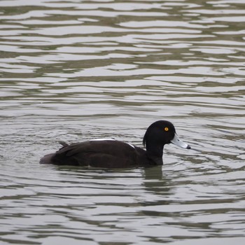 Tufted Duck 広瀬川 Mon, 5/4/2020