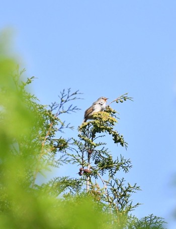 Japanese Bush Warbler 千種区 Tue, 5/5/2020