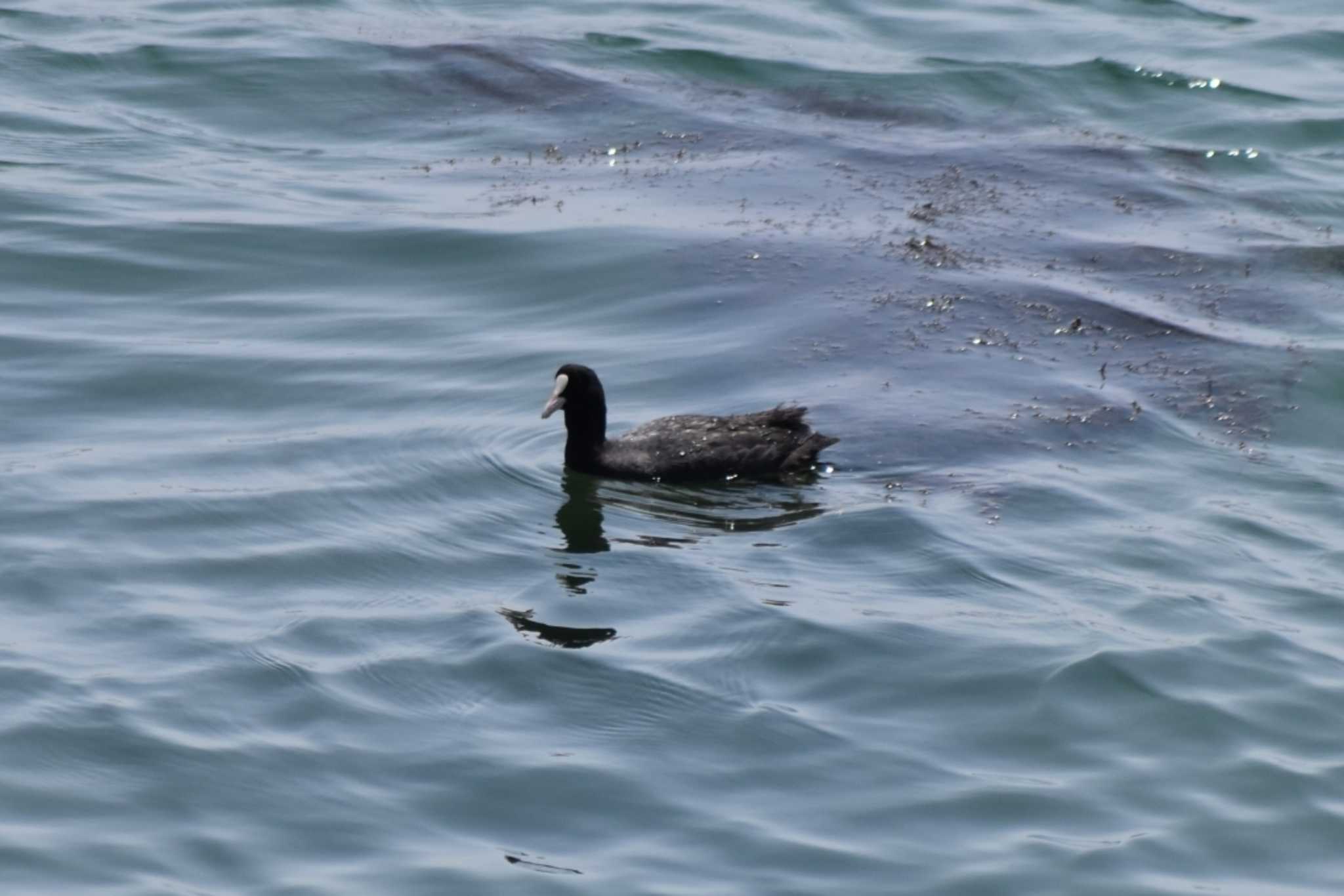 Eurasian Coot