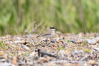 Mon, 5/4/2020 Birding report at 魚住海岸