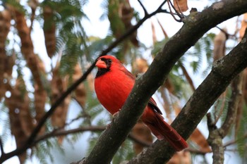 Northern Cardinal Hilton Atlanta Airport Sat, 9/28/2019