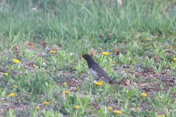 クロツグミ 長野県（南信） 2020年5月4日(月)