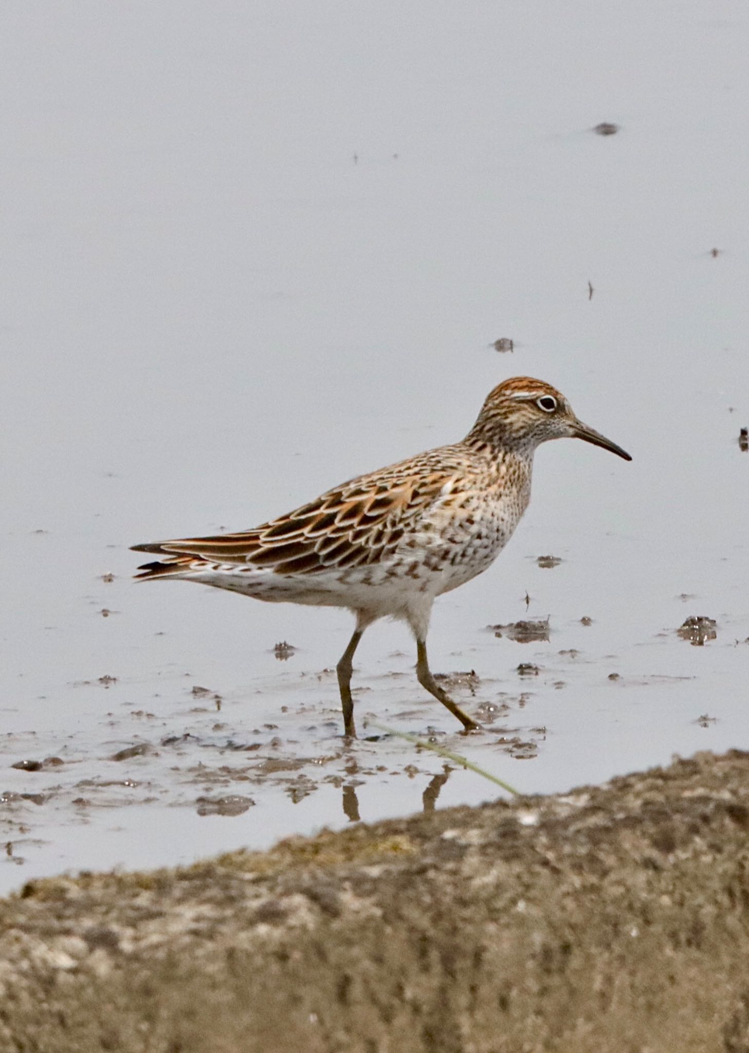 Photo of Sharp-tailed Sandpiper at  by アカウント3280