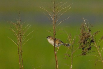 Zitting Cisticola 平城宮跡 Sat, 5/2/2020