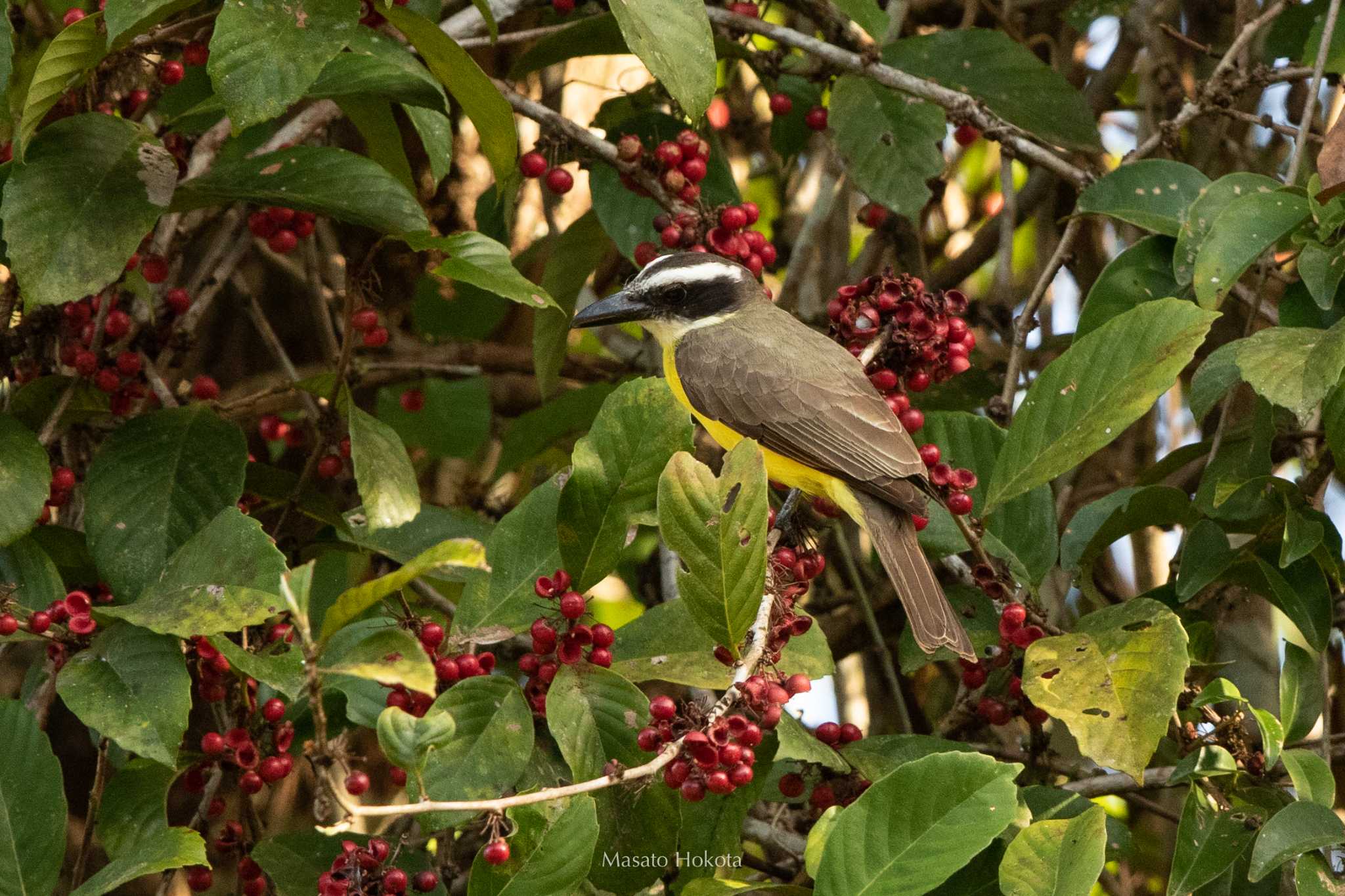 Photo of Boat-billed Flycatcher at Pipeline Road(Gamboa) by Trio