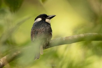 ムナグロオオガシラ Panama Rainforest Discovery Center 2019年1月2日(水)