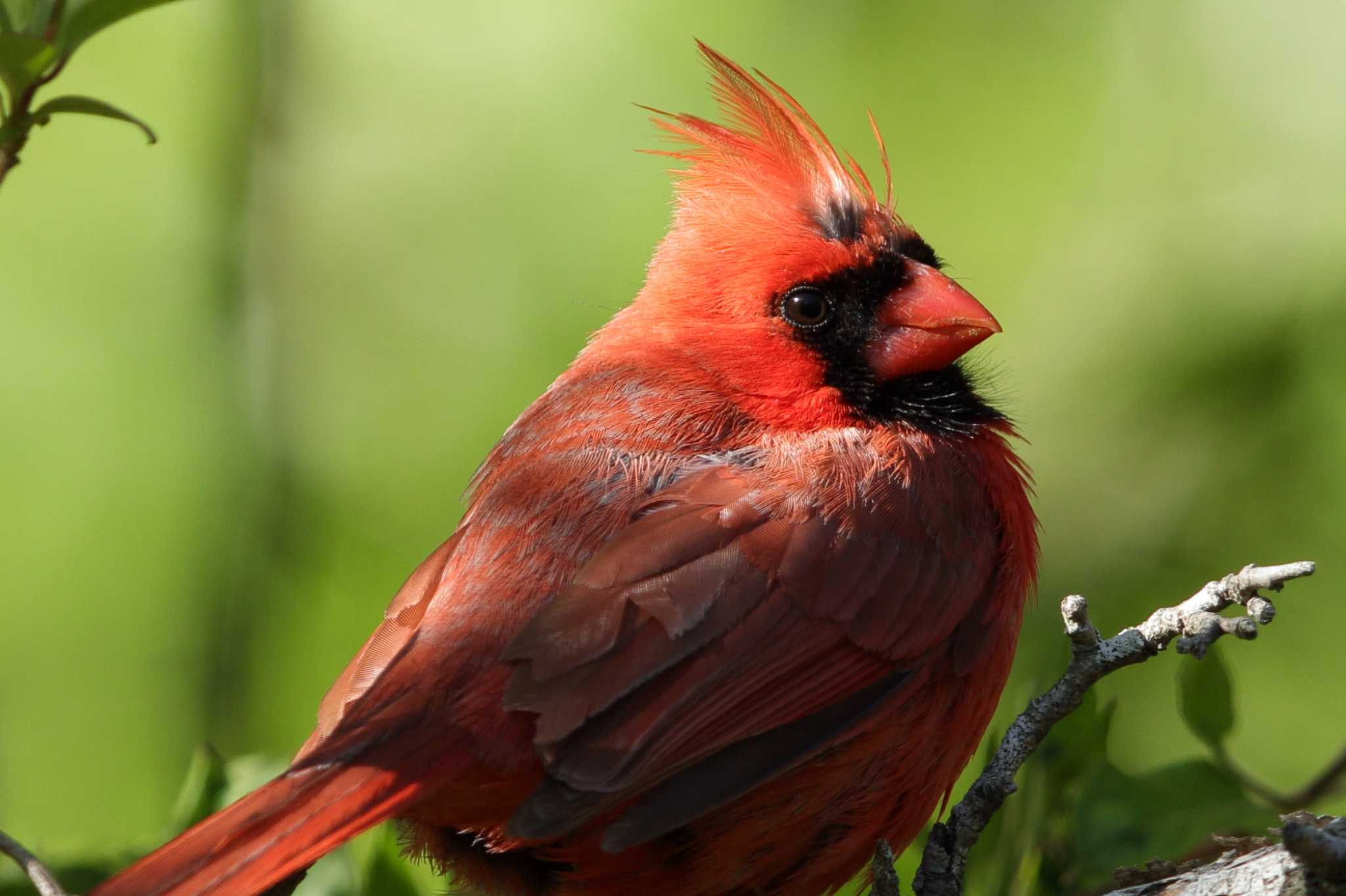 Newport News Virginia USA ショウジョウコウカンチョウの写真 by Hatamoto Akihiro