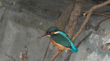 Common Kingfisher 天白川 Sun, 5/3/2020