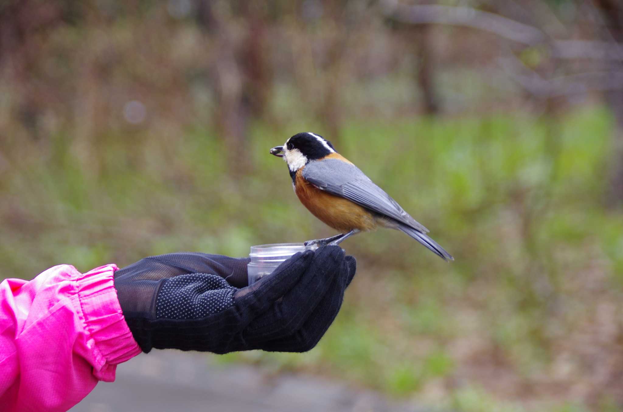 Photo of Varied Tit at 百合が原公園 by oyajii