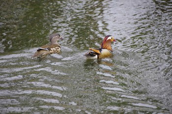 2020年5月5日(火) 百合が原公園の野鳥観察記録