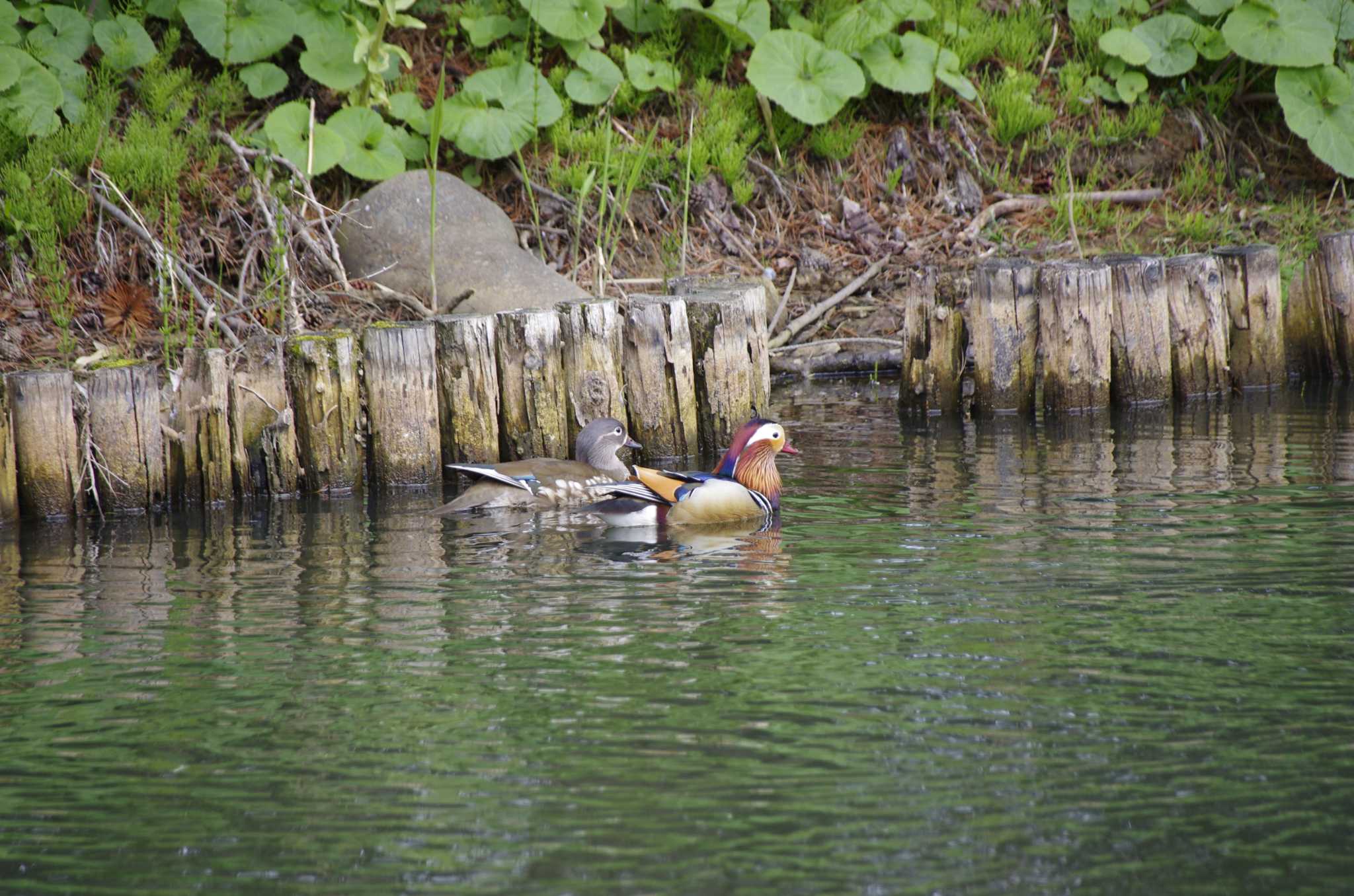 Photo of Mandarin Duck at 百合が原公園 by oyajii