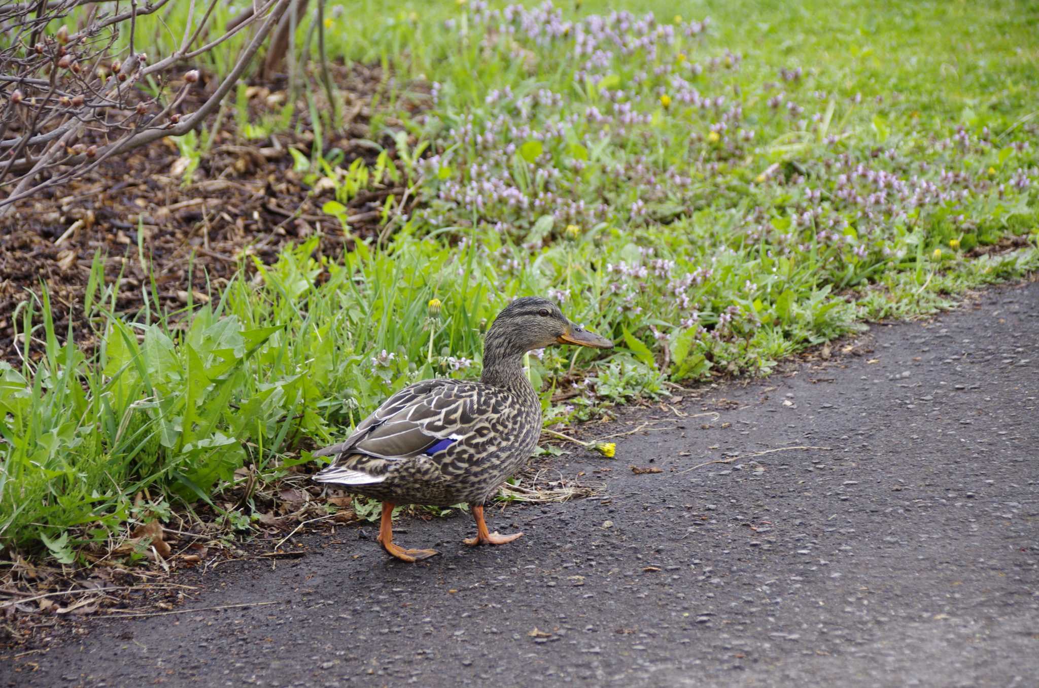 Photo of Mallard at 百合が原公園 by oyajii