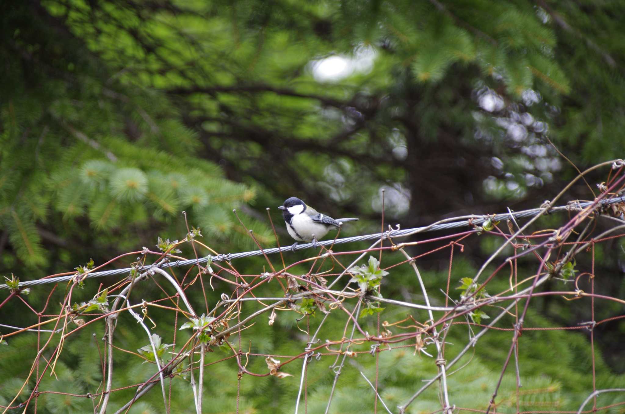 Photo of Japanese Tit at 百合が原公園 by oyajii