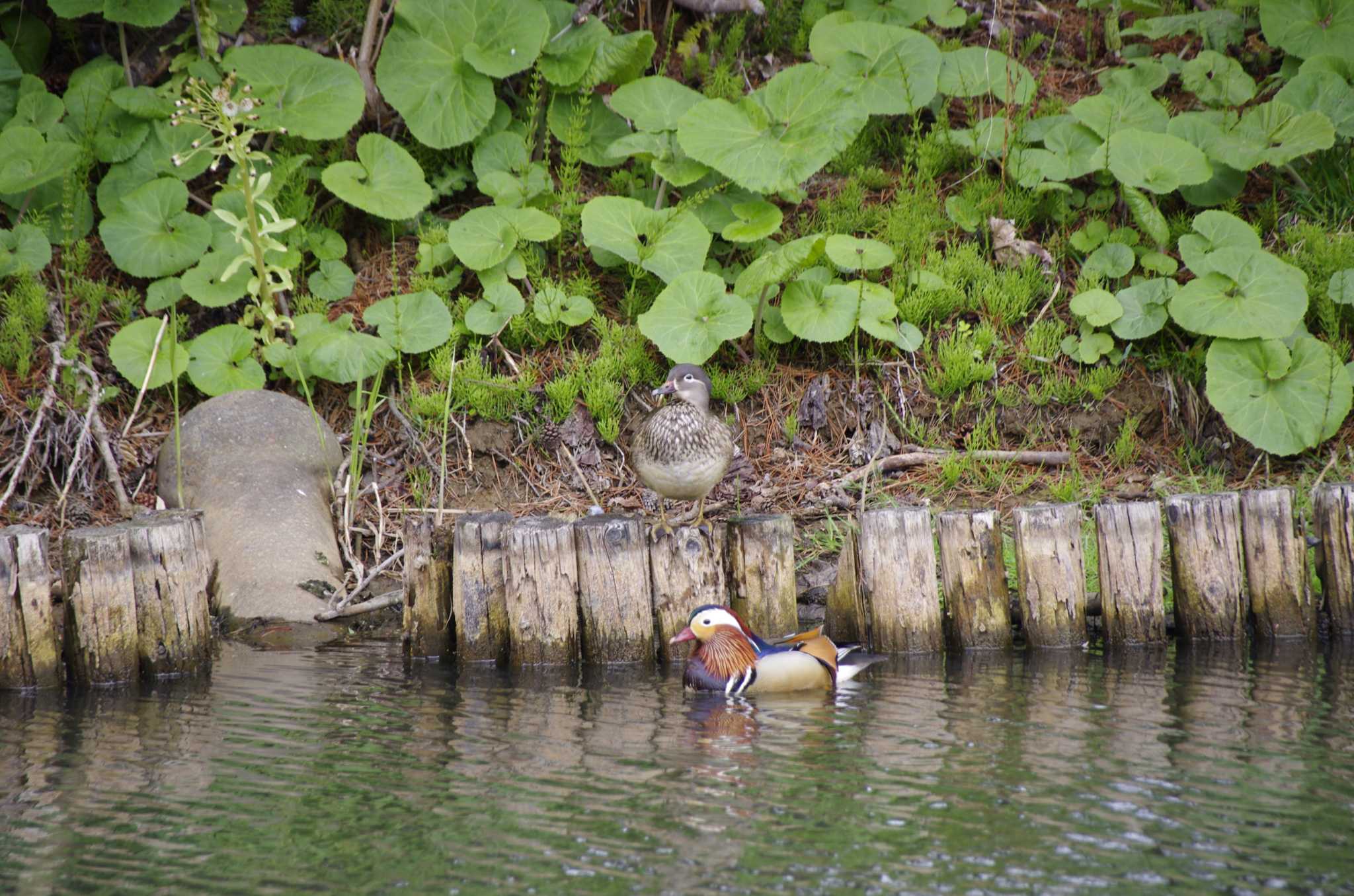 Photo of Mandarin Duck at 百合が原公園 by oyajii