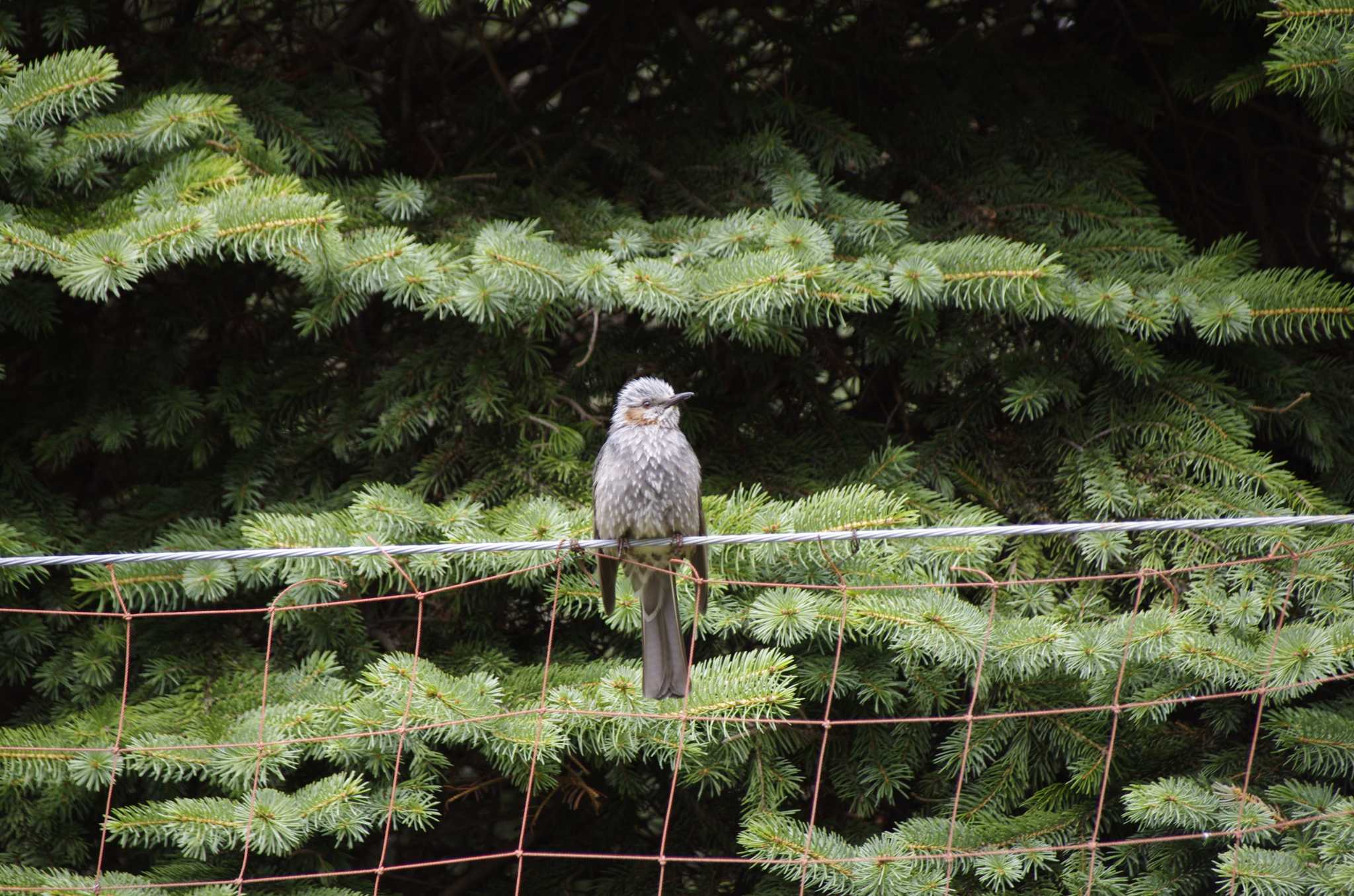 Photo of Brown-eared Bulbul at 百合が原公園 by oyajii