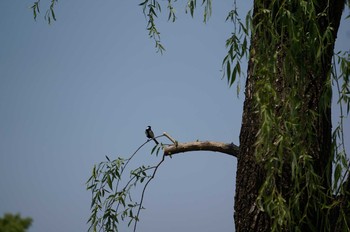 未同定 秋ヶ瀬公園 2020年5月2日(土)