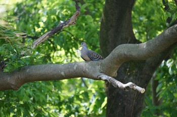 未同定 秋ヶ瀬公園(野鳥の森) 2020年5月5日(火)