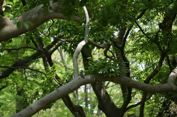 コゲラ 秋ヶ瀬公園(野鳥の森) 2020年5月3日(日)