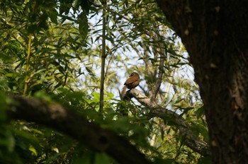 未同定 秋ヶ瀬公園(野鳥の森) 2020年5月5日(火)