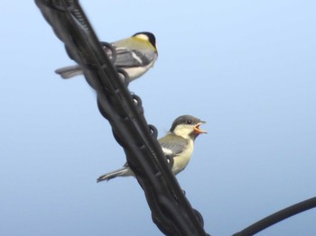 Japanese Tit 自宅 Tue, 5/5/2020