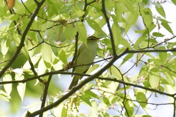 Sakhalin Leaf Warbler 滋賀県河辺いきものの森 Tue, 5/5/2020