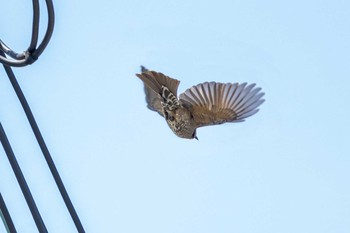 Brown-eared Bulbul 京都市西京区 Tue, 5/5/2020