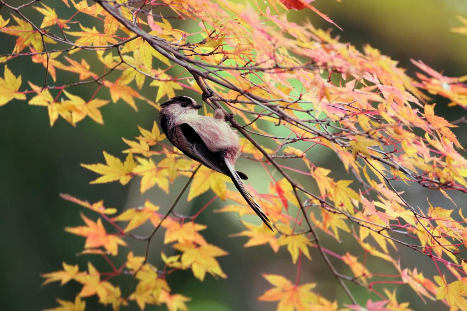 Photo of Long-tailed Tit at  by アカウント227