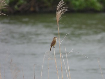 Oriental Reed Warbler つくば市 Tue, 5/5/2020