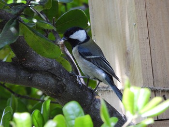 Japanese Tit つくば市 Tue, 5/5/2020