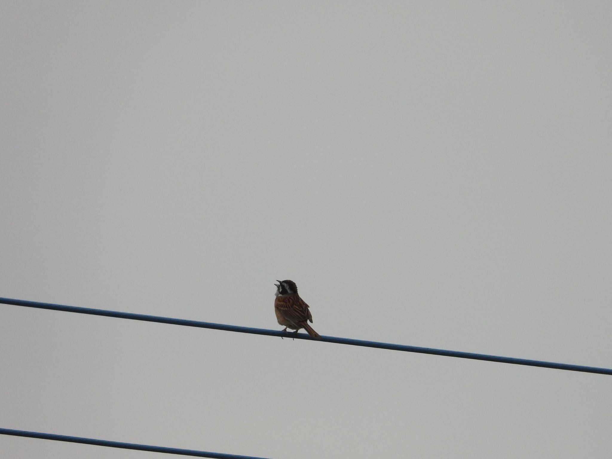 Meadow Bunting