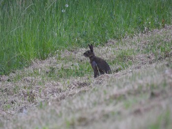 Unknown Species つくば市 Tue, 5/5/2020